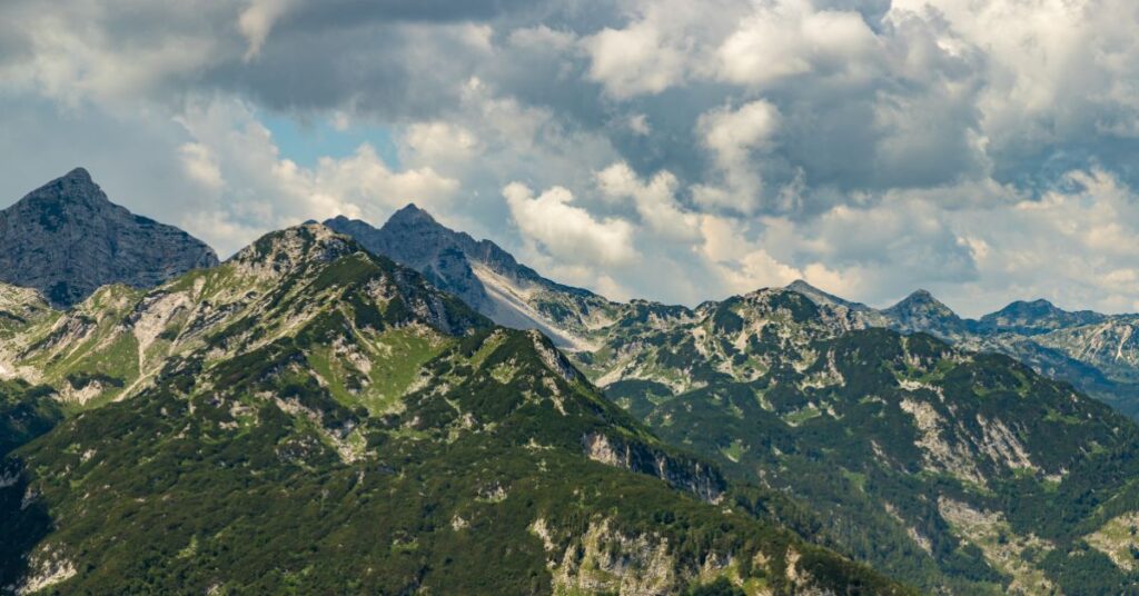 vogel